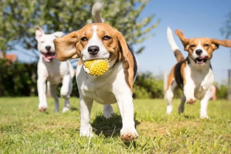 Benefits of doggy daycare