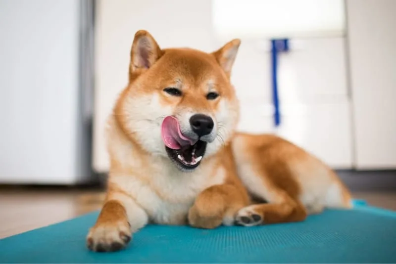 15 Cute Dog Breeds That Stay Small Forever