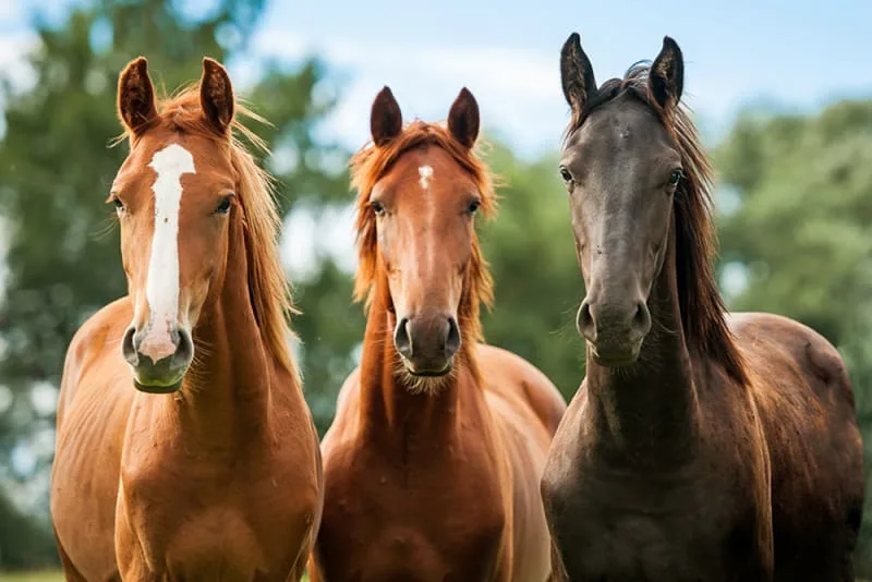 Horse Vaccination Schedule