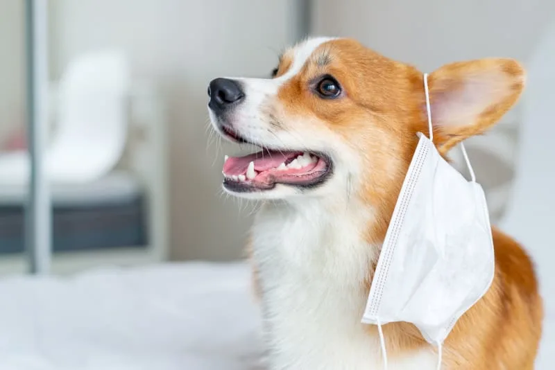 A Guide to Pneumonia in Dogs