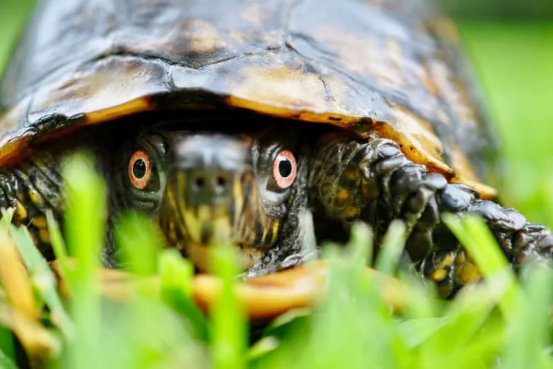 Is a turtle a reptile?