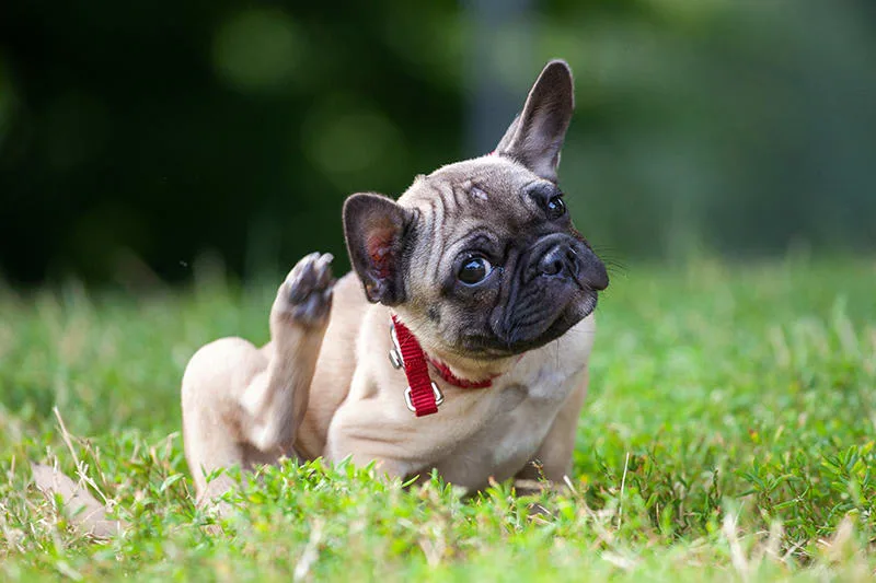 Why is my dog scratching?
