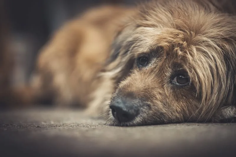 Anxiety & Depression in Dogs: Causes, Symptoms, & How to Help