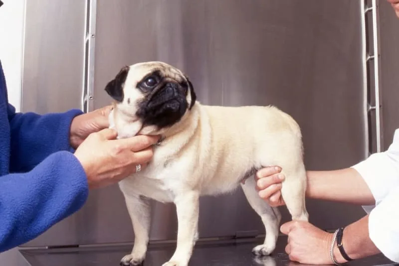 Osteoarthritis in Dogs: Causes, Symptoms & Treatment
