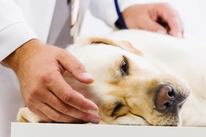 Acute Kidney Failure in Dogs
