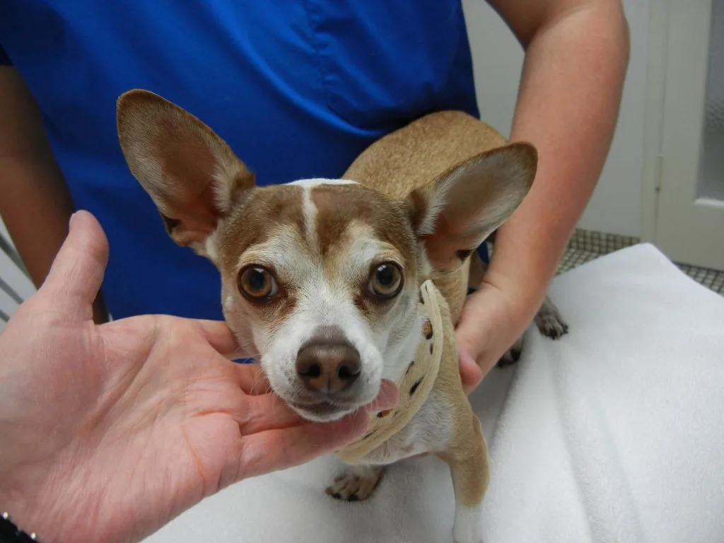 vet holding small dog