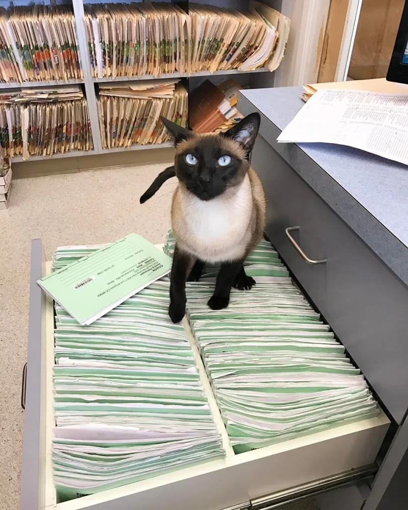 cat at vet office