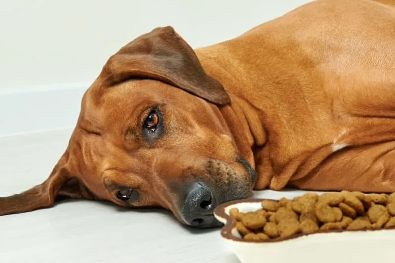 Signs of Pain / Discomfort in Dogs