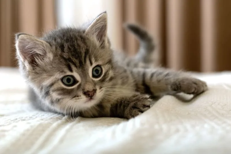 Kitten's First Vet Visit: What to Expect