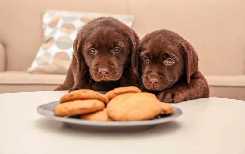 Toxic Food List for Dogs