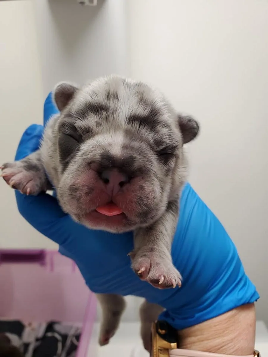 Dog Vaccination at Goleta Airport Pet Hospital