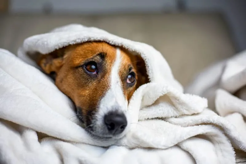 Parainfluenza in Dogs