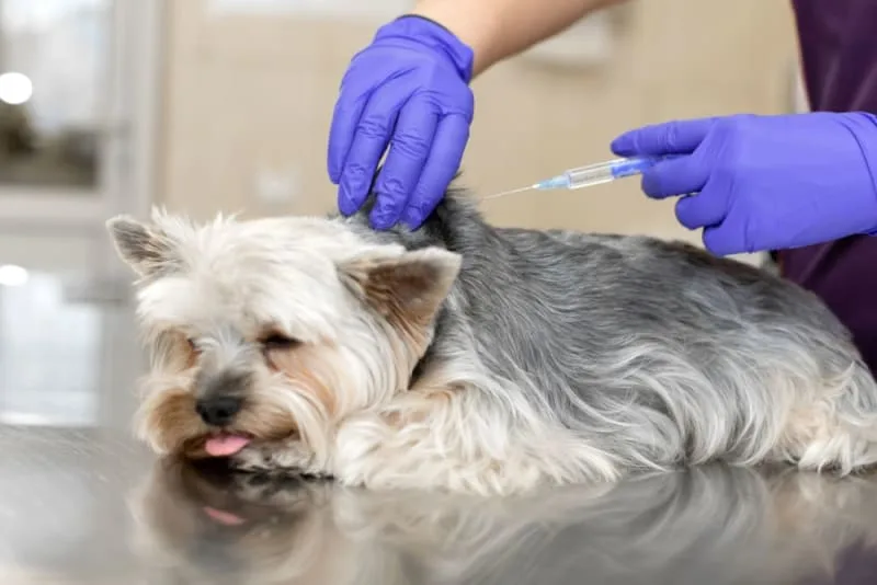 Can A Dog Have A Reaction To The Bordetella Vaccine?