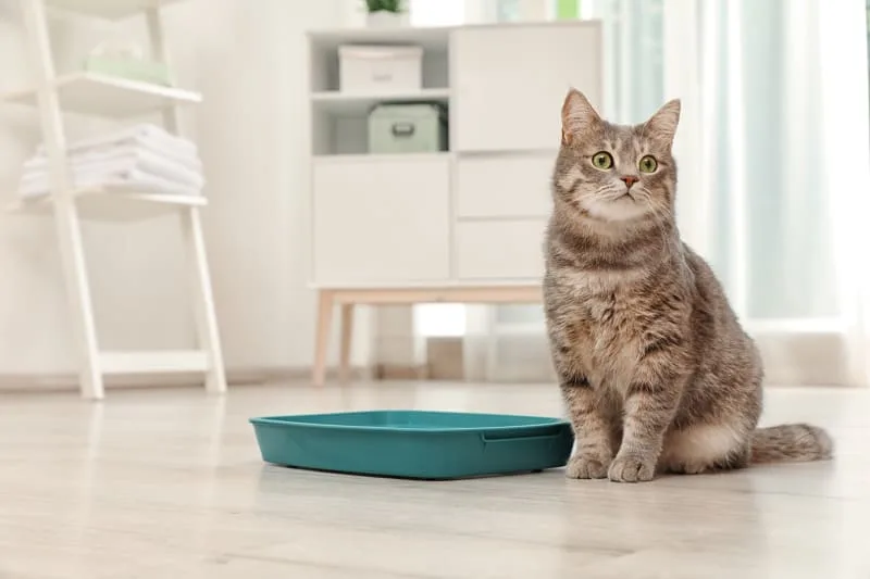 Urinary Tract Infections in Cats