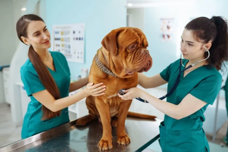 What is animal critical care?