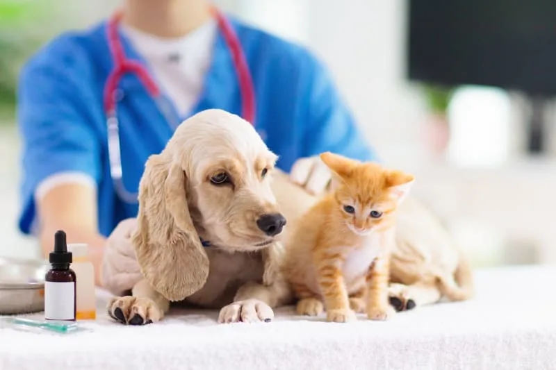 Routine Vet Exams - Why Are Regular Veterinary Checkups Important?