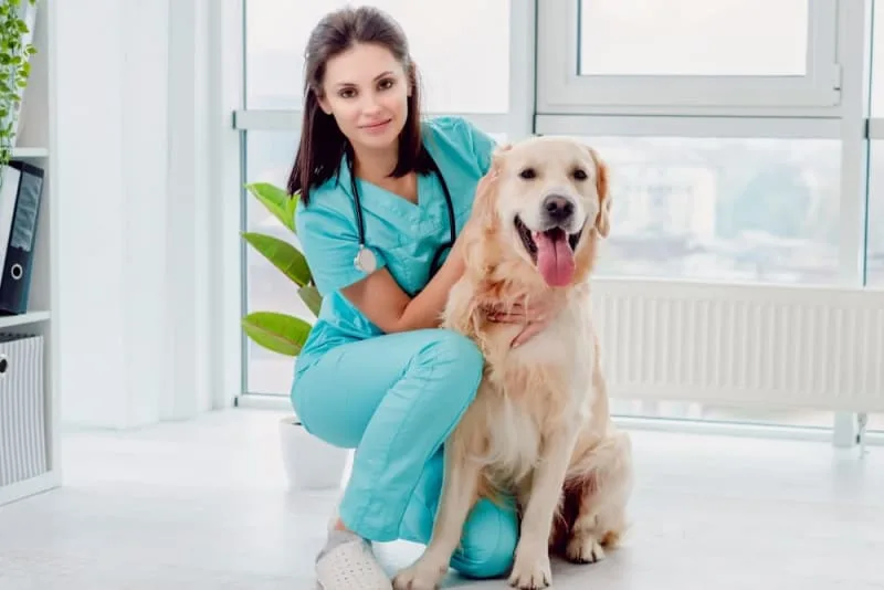 Getting Your Dog Fixed: When & What to Know