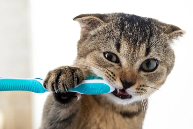 Cat Dental Health - What Every Owner Should Know About Cats Dental Hygiene