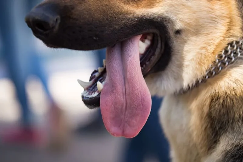 Mouth Cancer (Oral Cancer) in Dogs