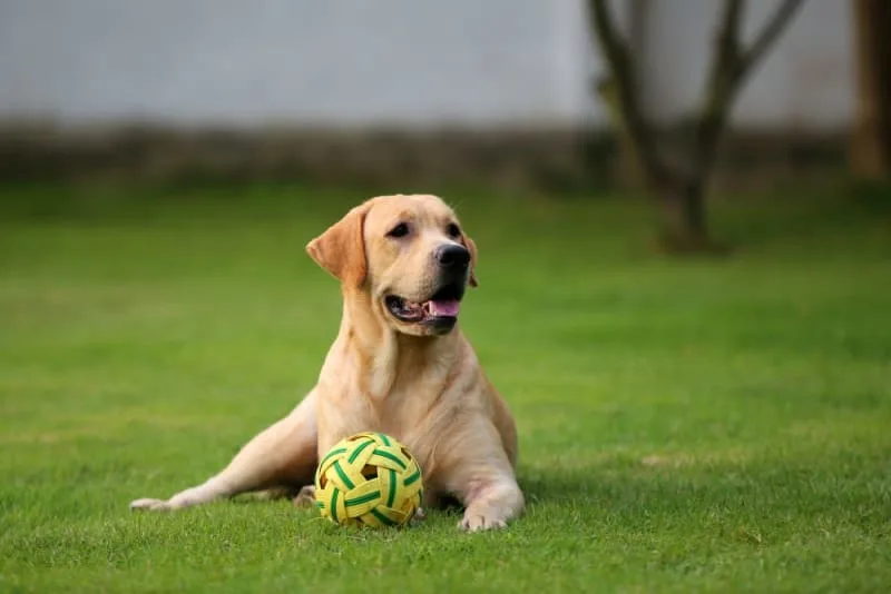 Hookworm in Dogs: Signs, Treatment & Prevention