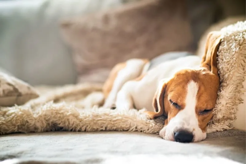 Helping Your Dog Recover After Surgery