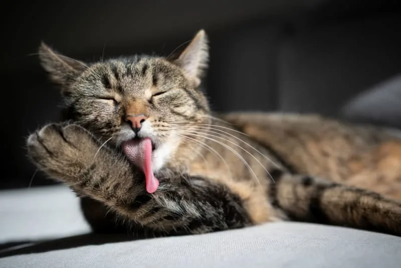 Cat Overgrooming: Why Cats Overgroom & How You Can Stop It