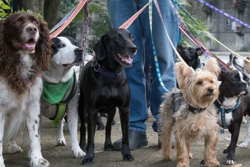 Benefits of Pet Boarding
