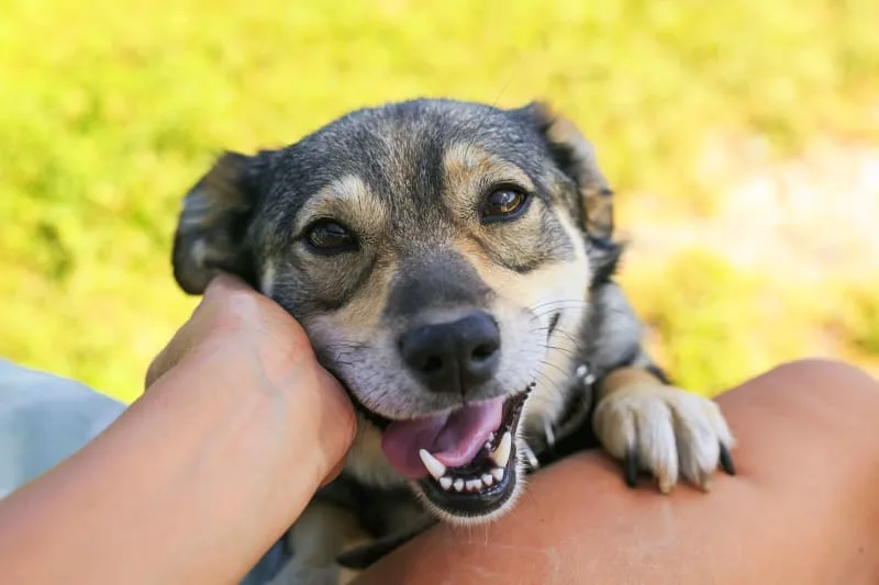 Ear Infections in Dogs