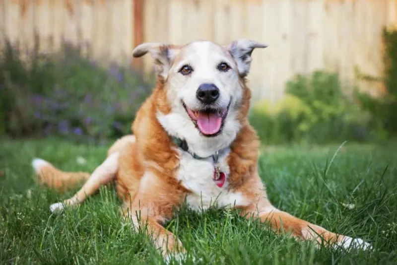 Weight Loss In Older Dogs: When To Worry