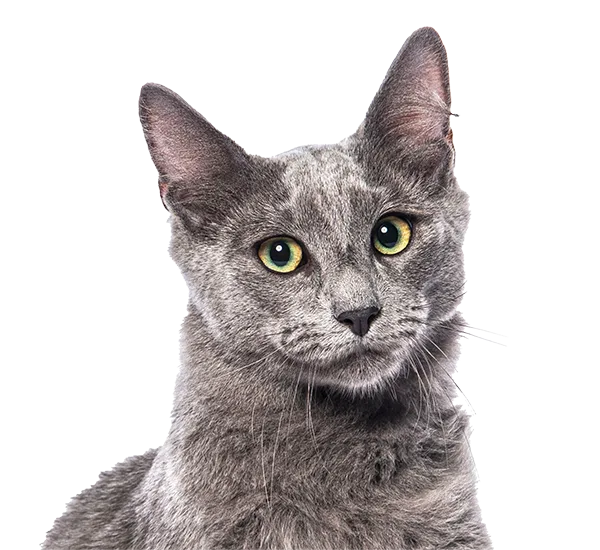 Grey cat with green-and-gold eyes.