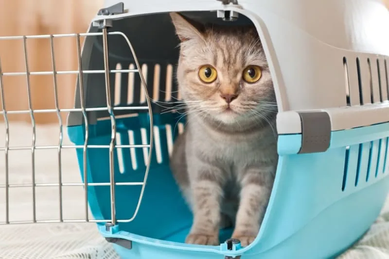 How often do you take a cat to the vet?