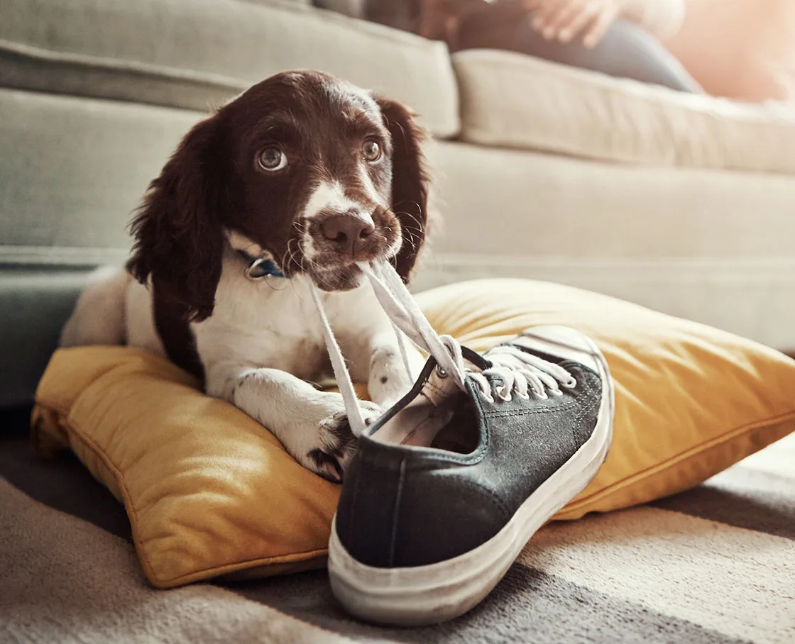 Dog playing and chewing on shoes in living room with a guilty look on its face