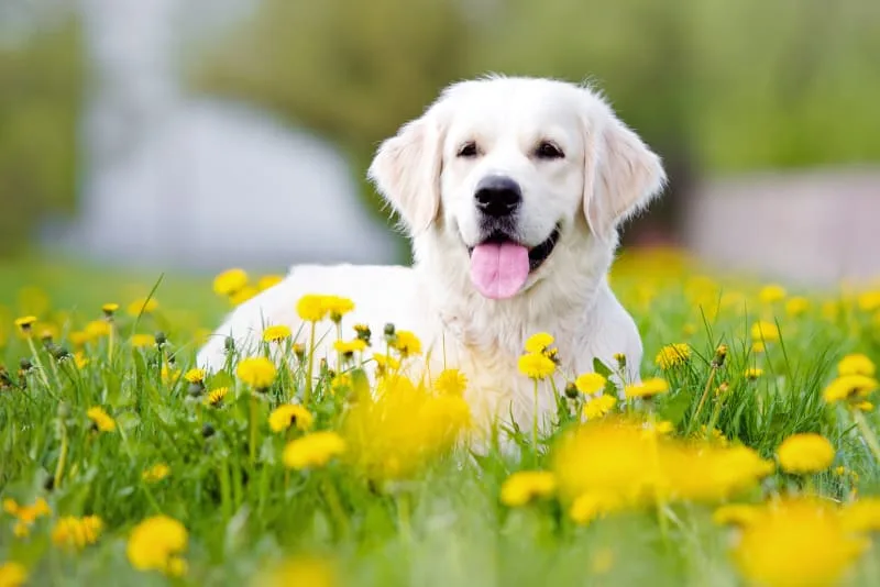 How To Keep Your Pets Safe From Ticks