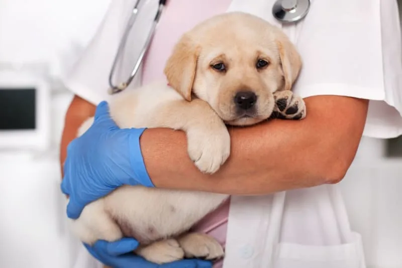 Dog Parvovirus
