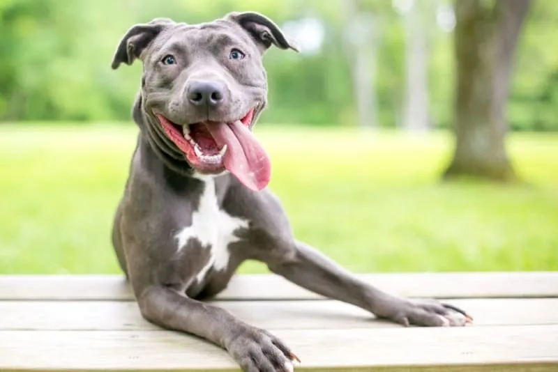 What to Do if Your Dog Collapses or Passes Out