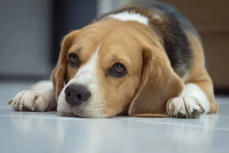 What is IVDD in Dogs? Answers About Surgery, Cost & Recovery