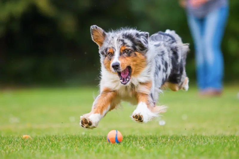 ACL Surgery In Dogs