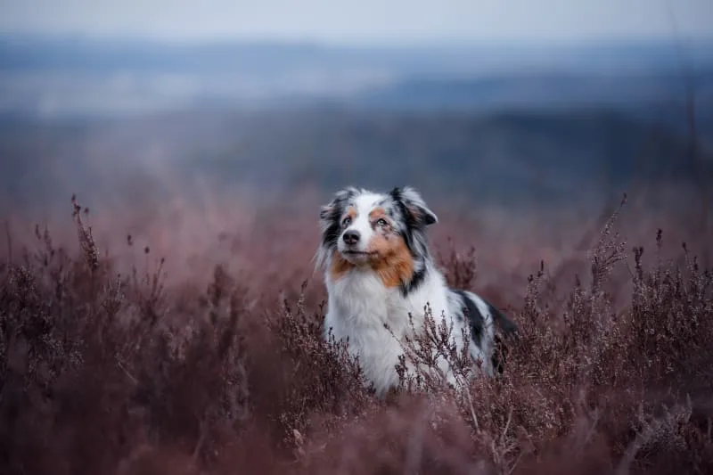 Tularemia in Dogs