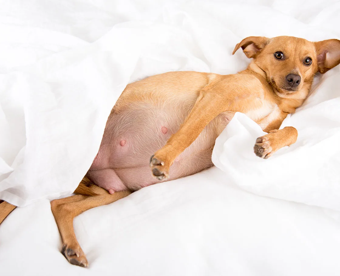mixed breed that is heavily pregnant