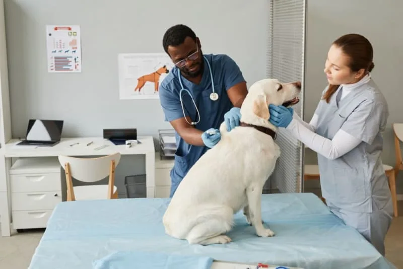What is a pet endoscopy, and why is it important?