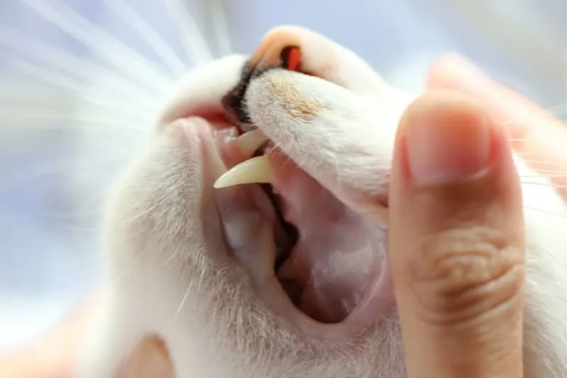 Gingivitis in Cats - Symptoms, Causes & Treatments
