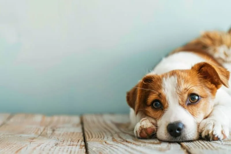 Hookworm in Dogs: Signs, Treatment & Prevention
