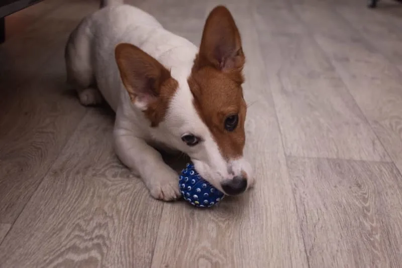Common Dental Problems in Dogs
