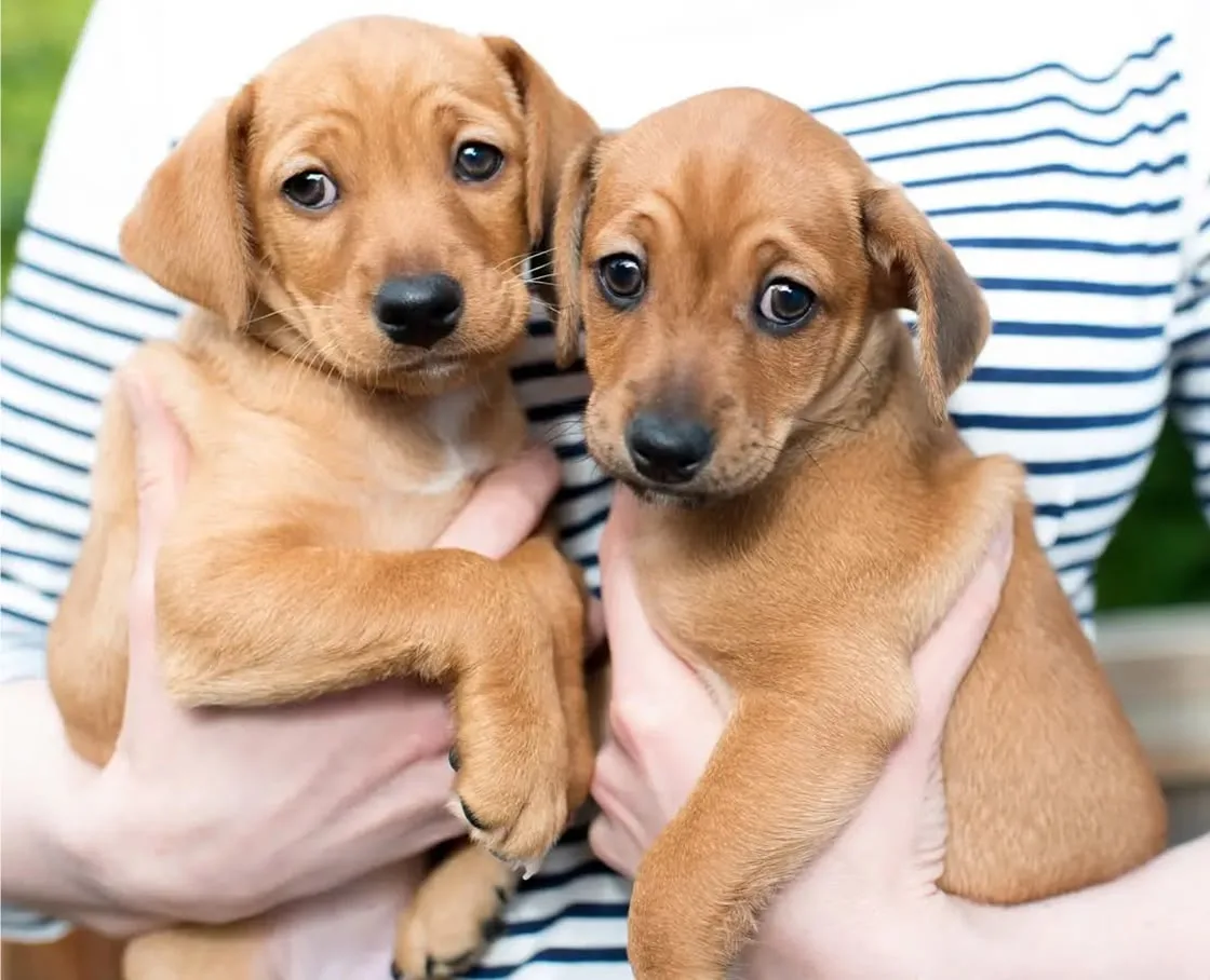 Person holding two reddish-brown puppies, one in each hand, outdoors