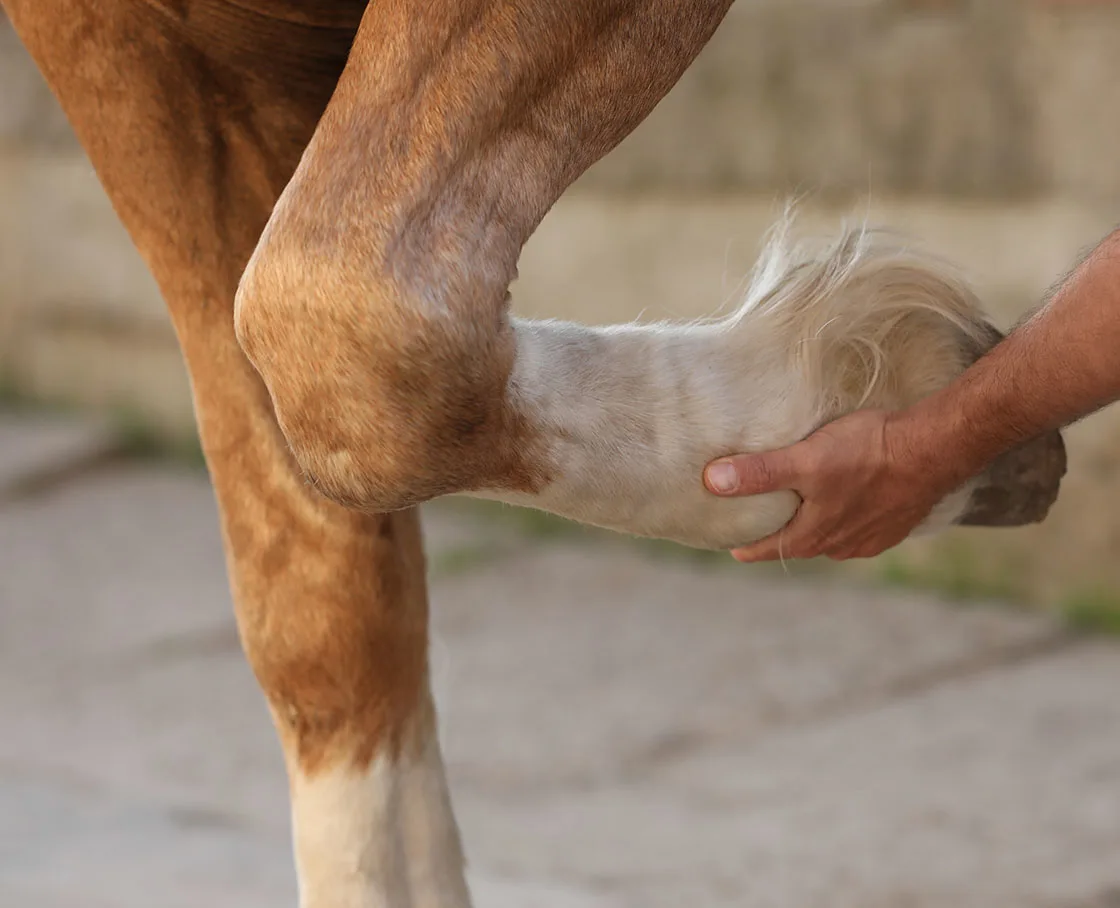 hand with horses hoof in it