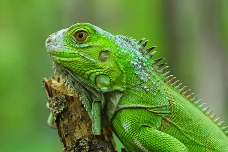 Iguana as a Pet: What You Should Know