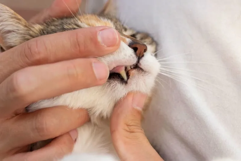 Gingivitis in Cats: Symptoms, Causes & Treatments