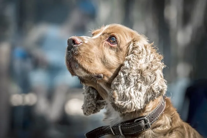 Kidney Disease in Dogs - Symptoms & Treatment