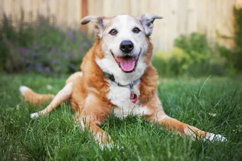 What is the Best Food For My Senior Dog?