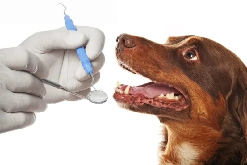 Common Canine Dental Issues
